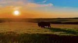 Bison Photo - 2025 Art Competition Winner